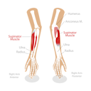 پیش‌نمایش فایل supinator-muscle-8878231 از پک موضوعات متنوع