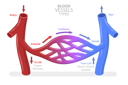 پیش‌نمایش فایل blood-vessels-types-9352010 از پک مجموعه موضوعات متنوع ۰۶۷