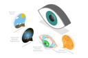 پیش‌نمایش فایل age-related-macular-degeneration-9352066 از پک مجموعه موضوعات متنوع ۰۶۸