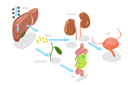 پیش‌نمایش فایل liver-detoxification-9913934 از پک مجموعه موضوعات متنوع ۰۷۳