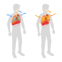 پیش‌نمایش فایل respiratory-system-and-movement-of-diaphragm-9913924 از پک مجموعه موضوعات متنوع ۰۷۳