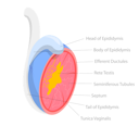 پیش‌نمایش فایل male-reproductive-system-10053195 از پک مجموعه موضوعات متنوع ۰۸۰