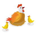 پیش‌نمایش فایل parent-rooster-sits-on-and-and-give-them-warmth-10400617 از پک مجموعه موضوعات متنوع ۰۹۰