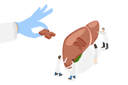 پیش‌نمایش فایل liver-transplantation-10393508 از پک مجموعه موضوعات متنوع ۰۸۵