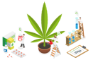 پیش‌نمایش فایل cbd-cultivation-10393461 از پک مجموعه موضوعات متنوع ۰۸۴