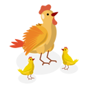 پیش‌نمایش فایل chicken-family-in-chicken-farm-10400656 از پک مجموعه موضوعات متنوع ۰۹۱