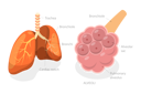 پیش‌نمایش فایل pulmonary-alveolus-10730589 از پک مجموعه موضوعات متنوع ۱۰۹