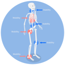پیش‌نمایش فایل human-bones-10730634 از پک مجموعه موضوعات متنوع ۱۱۰