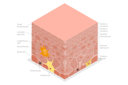 پیش‌نمایش فایل skin-diagram-10730748 از پک مجموعه موضوعات متنوع ۱۱۳