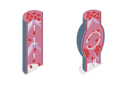 پیش‌نمایش فایل skin-layer-diagram-10730750 از پک مجموعه موضوعات متنوع ۱۱۳