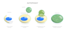 پیش‌نمایش فایل autophagy-10730532 از پک مجموعه موضوعات متنوع ۱۰۷