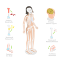 پیش‌نمایش فایل skeletal-system-functions-skeleton-diagram-10851510 از پک مجموعه موضوعات متنوع ۱۳۰