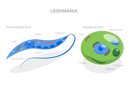 پیش‌نمایش فایل structure-of-leishmania-10851542 از پک مجموعه موضوعات متنوع ۱۳۱