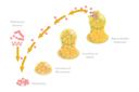 پیش‌نمایش فایل biofilm-formation-stages-10851555 از پک مجموعه موضوعات متنوع ۱۳۲