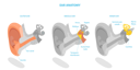 پیش‌نمایش فایل human-ear-anatomy-and-labeled-medical-scheme-10851684 از پک مجموعه موضوعات متنوع ۱۳۴