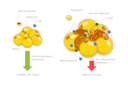 پیش‌نمایش فایل adipoce-tissue-10851704 از پک مجموعه موضوعات متنوع ۱۳۵