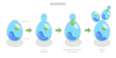 پیش‌نمایش فایل budding-process-and-brewers-yeast-reproduction-10851711 از پک مجموعه موضوعات متنوع ۱۳۵