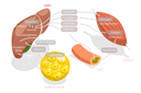 پیش‌نمایش فایل gluconeogenesis-metabolic-pathway-10851724 از پک مجموعه موضوعات متنوع ۱۳۵