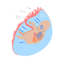پیش‌نمایش فایل medical-unborn-baby-functionality-10851718 از پک مجموعه موضوعات متنوع ۱۳۵