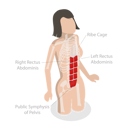 پیش‌نمایش فایل rectus-abdominis-and-core-muscle-anatomy-10851713 از پک مجموعه موضوعات متنوع ۱۳۵