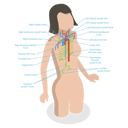 پیش‌نمایش فایل thoracic-duct-10851717 از پک مجموعه موضوعات متنوع ۱۳۵
