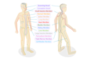 پیش‌نمایش فایل body-meredians-10851733 از پک مجموعه موضوعات متنوع ۱۳۶
