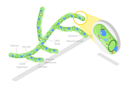 پیش‌نمایش فایل fungi-cellprocess-10851868 از پک مجموعه موضوعات متنوع ۱۳۹