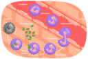 پیش‌نمایش فایل neutrophil-cycle-10851849 از پک مجموعه موضوعات متنوع ۱۳۹