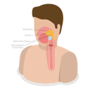 پیش‌نمایش فایل oropharynx-and-educational-schema-10851843 از پک مجموعه موضوعات متنوع ۱۳۹