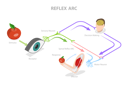 پیش‌نمایش فایل reflex-arc-10851846 از پک مجموعه موضوعات متنوع ۱۳۹