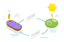 پیش‌نمایش فایل cellular-respiration-metabolic-chemical-energy-atp-cycle-10851881 از پک مجموعه موضوعات متنوع ۱۴۰