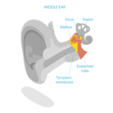 پیش‌نمایش فایل human-ear-anatomy-11358084 از پک مجموعه موضوعات متنوع ۱۲۶