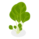 پیش‌نمایش فایل salad-greens-11358102 از پک مجموعه موضوعات متنوع ۱۲۶