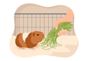 پیش‌نمایش فایل feeding-food-to-guinea-pig-7243986 از پک خوکچه هندی و خوک
