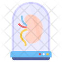 پیش‌نمایش فایل kidney-5632176 از پک فناوری آینده