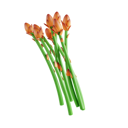 پیش‌نمایش فایل asparagus-8425584 از پک سبزیجات