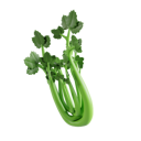 پیش‌نمایش فایل celery-8425605 از پک سبزیجات