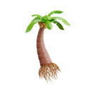 پیش‌نمایش فایل coconut-tree-8760053 از پک تابستان