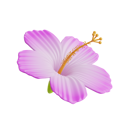 پیش‌نمایش فایل hibiscus-flower-8760028 از پک تابستان