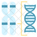 پیش‌نمایش فایل chromosome-structure-2 از پک ژنتیک و وراثت