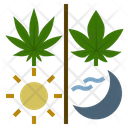 پیش‌نمایش فایل cannabis-usage-1 از پک ماری‌جوانای پزشکی