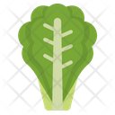 پیش‌نمایش فایل lettuce-2863283 از پک سبزیجات