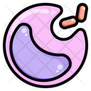 پیش‌نمایش فایل phagocytosis-2956600 از پک زیست‌شناسی