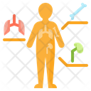 پیش‌نمایش فایل anatomy-2956743 از پک زیست‌شناسی