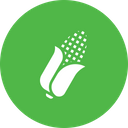 پیش‌نمایش فایل corn-vegetable-farm-field-healthy-nutritious-maize-9 از پک کشاورزی و مزرعه‌داری