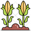 پیش‌نمایش فایل corn-plant-12410861 از پک کشاورزی و جنگلداری