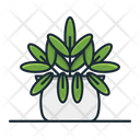 پیش‌نمایش فایل blue-star-fern-3187335 از پک گیاه خانگی