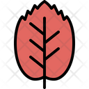 پیش‌نمایش فایل beech-leaf-4164041 از پک برگ ها