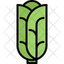 پیش‌نمایش فایل cabbage-5820568 از پک میوه و سبزیجات