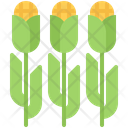 پیش‌نمایش فایل corn-field-5877019 از پک مزرعه